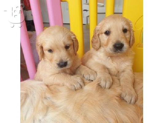 PoulaTo: Golden Retrieve